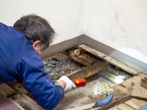 Best Water Damage Restoration  in Amelia, OH
