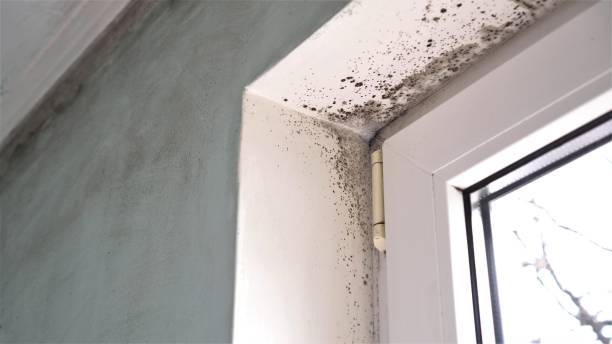 Certified Mold Removal in Amelia, OH