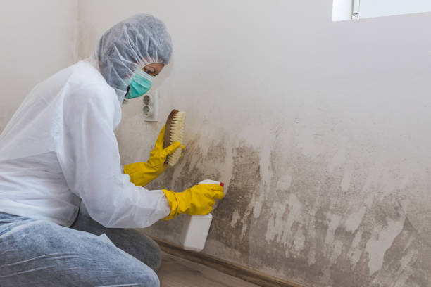 Best Emergency Mold Removal  in Amelia, OH