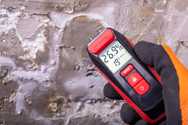 Best Mold Remediation Experts  in Amelia, OH