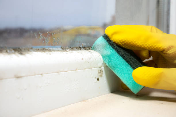 Mold Testing and Removal in Amelia, OH