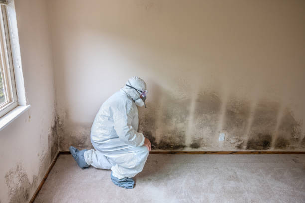 Mold Removal and Inspection in Amelia, OH