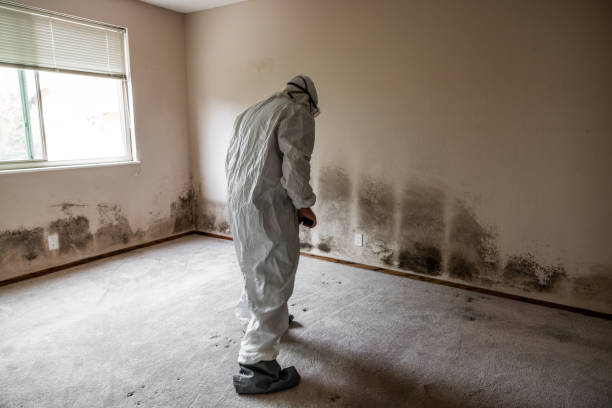 Mold Testing and Removal in Amelia, OH