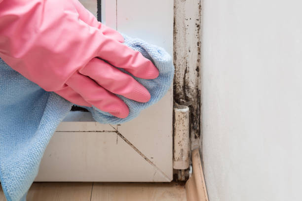 Best Residential Mold Removal  in Amelia, OH