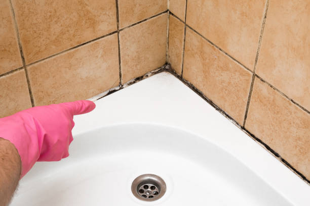 Best Mold Inspection  in Amelia, OH