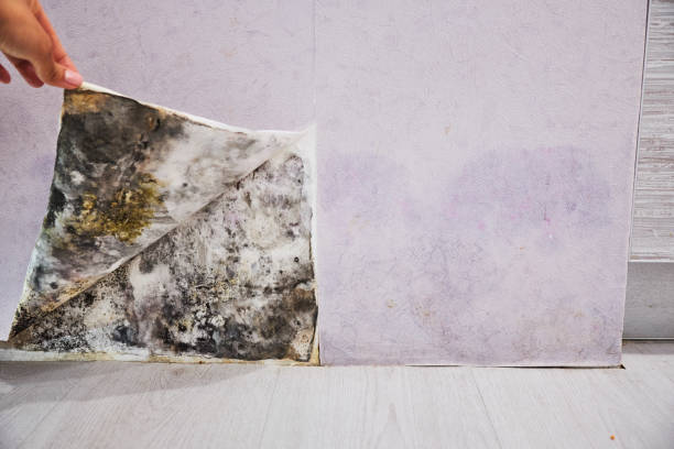 Best Toxic Mold Removal  in Amelia, OH